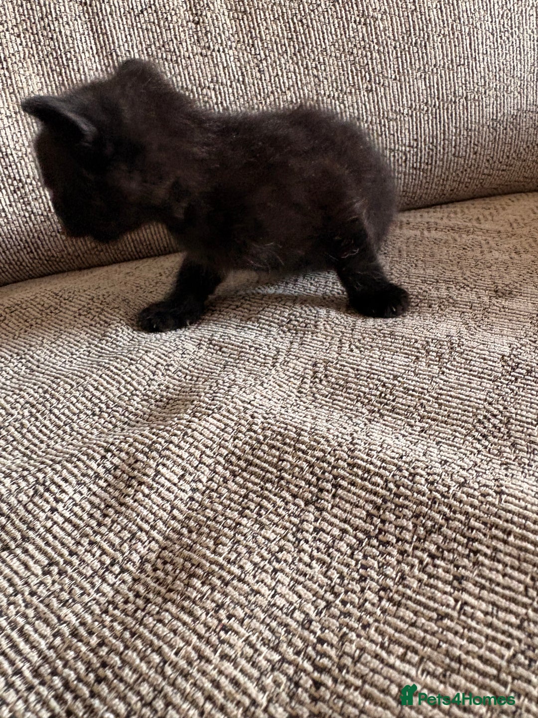 Domestic Shorthair cats for sale: Beautiful female black kittens - Image 6