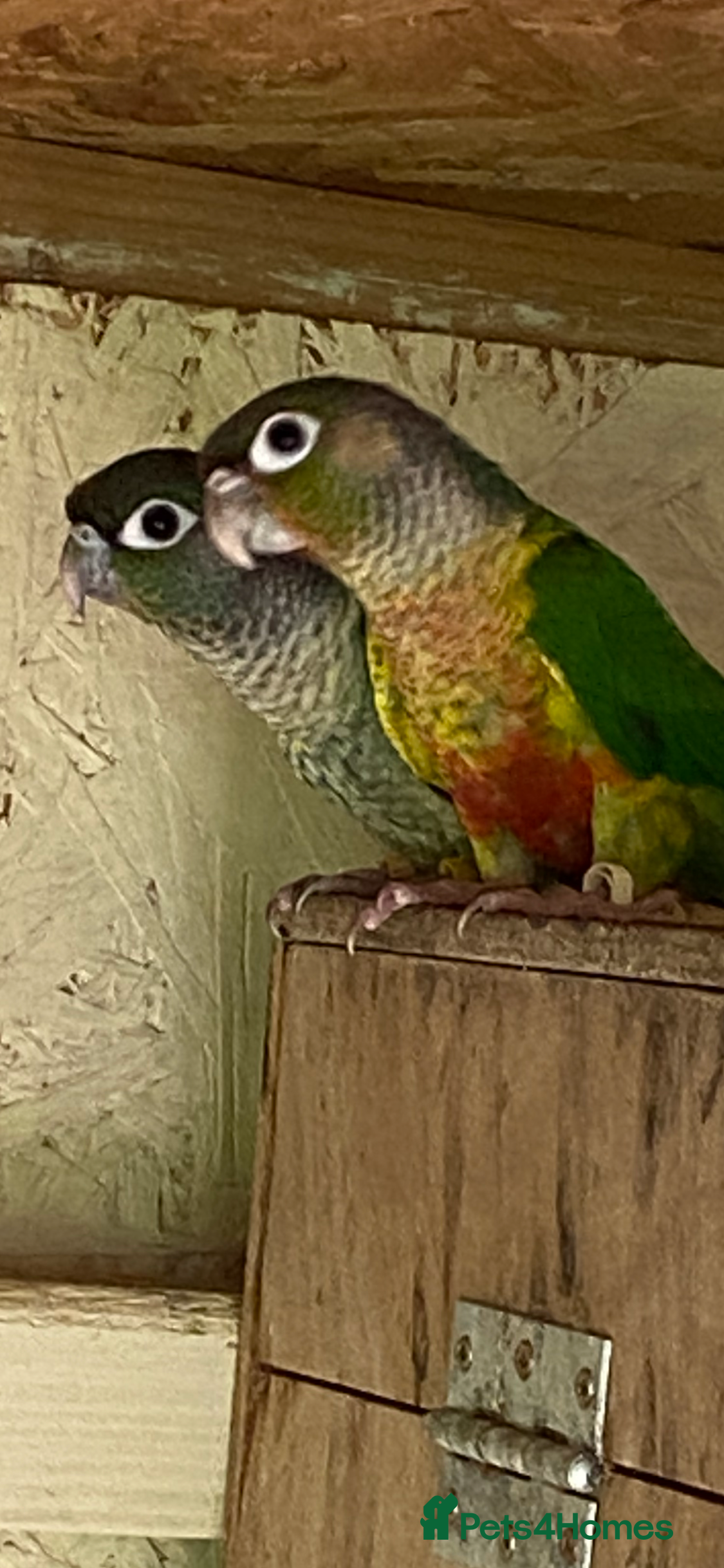 Conures birds Adult male conures dna sexed Aviary only - Advert 1