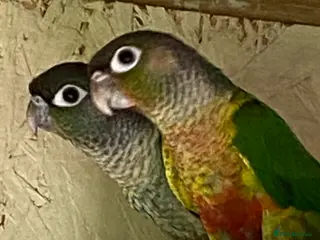 Conures birds Adult male conures dna sexed Aviary only - Advert 1