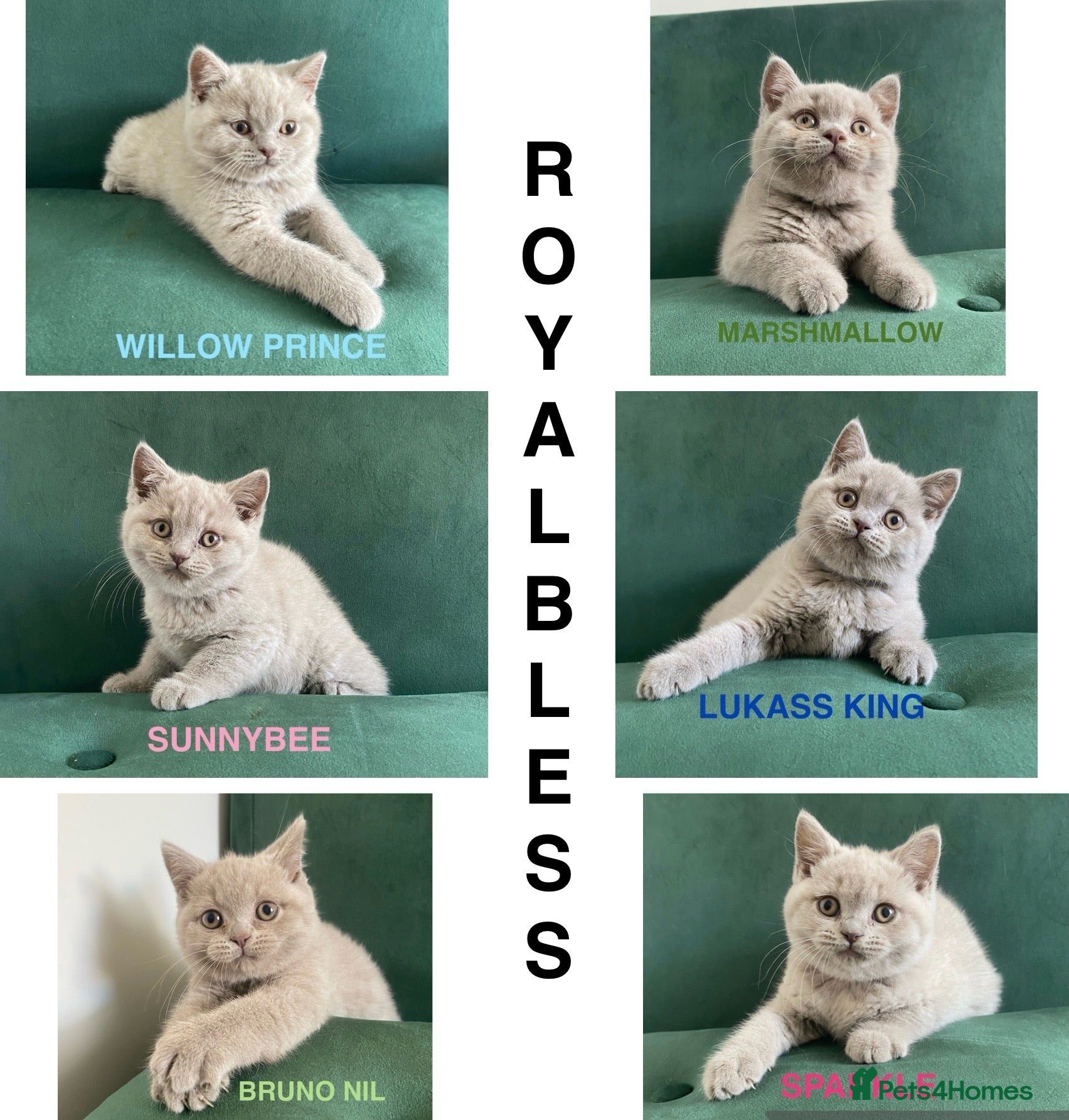 British Shorthair cats GCCF -SPECTACULAR  -British Shorthair kittens  - Advert 1