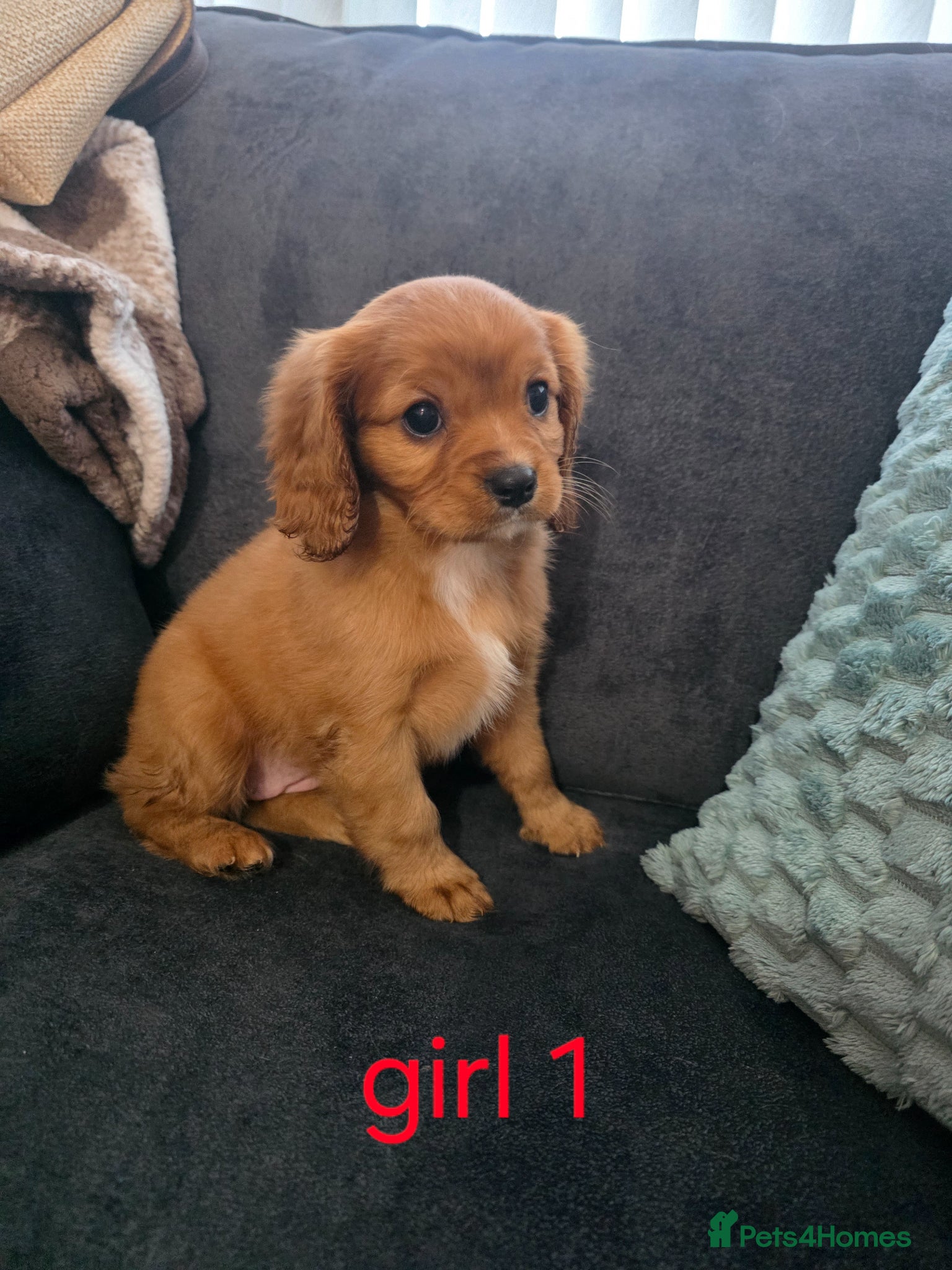 Cavalier King Charles Spaniel dogs **READY NOW** King Charles cavalier  - Advert 8