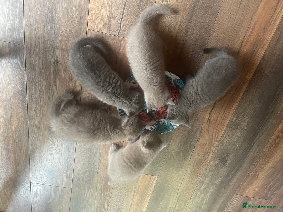British Shorthair cats for sale: British shorthair kittens  - Image 12