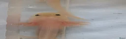 Axolotl reptiles for sale: Baby axolotls available  - Advert 5