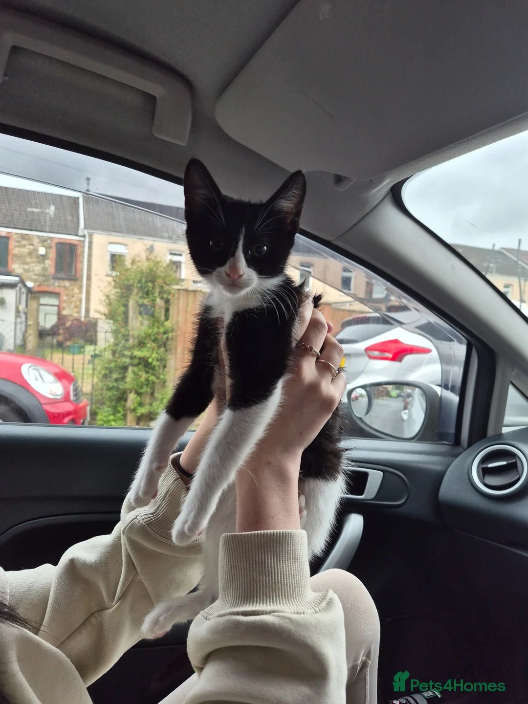 Mixed Breed cats for sale: Boy kitten - Milo - Advert 6