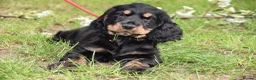 Cocker Spaniel dogs for sale: Last Male Ready Now Show Type Kc Reg  - Advert 17