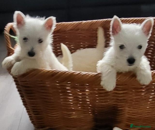 West Highland Terrier dogs Little White West Highland Terrier puppies - Advert 4