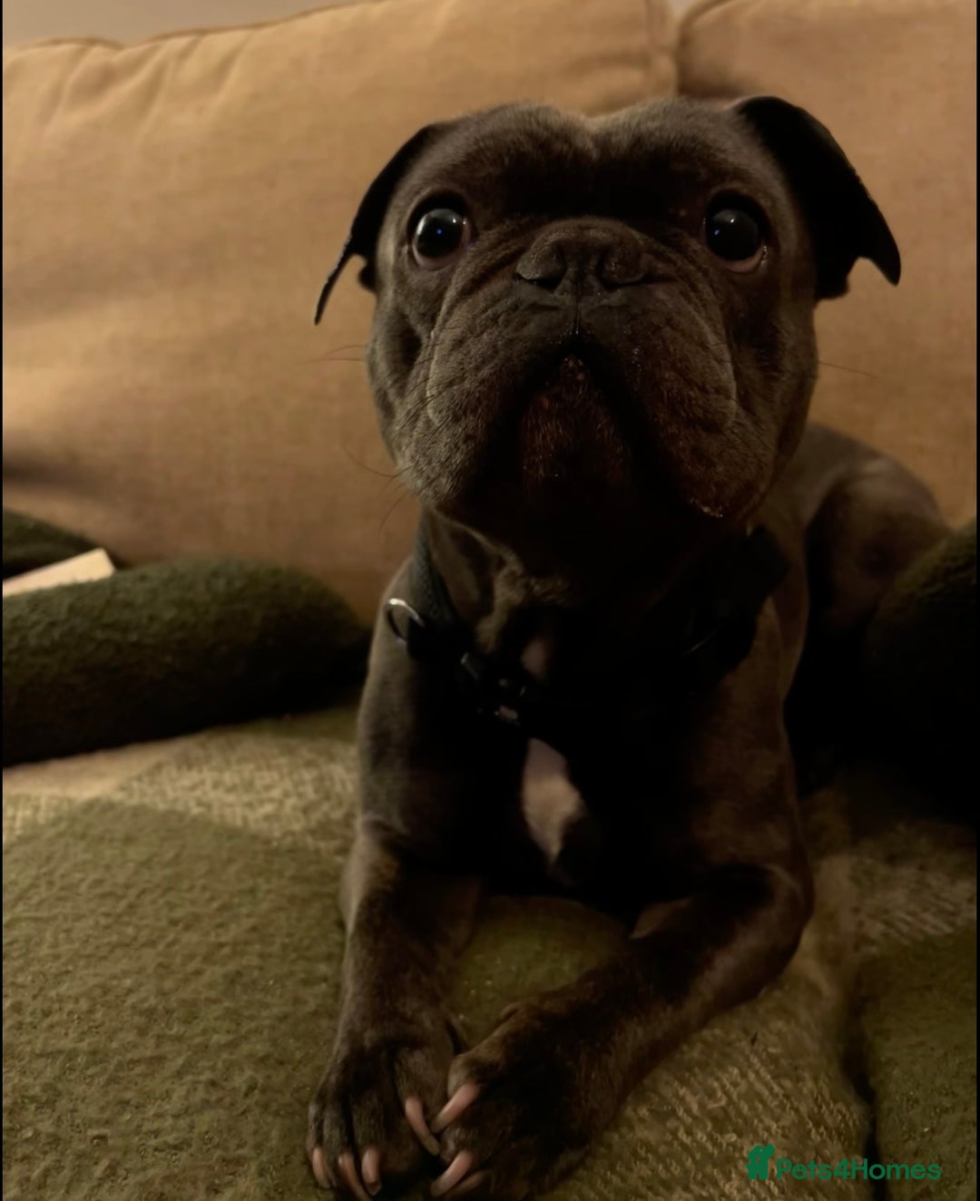 French Bulldog dogs for sale: French Bulldog called Baloo - Advert 4
