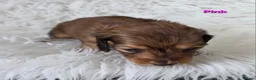 Miniature Dachshund dogs for sale: STUNNING KC SHADED RED LONG HAIR - Advert 15
