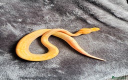 Python Snake reptiles for sale: Super pastel banana baby ball python - Image 2