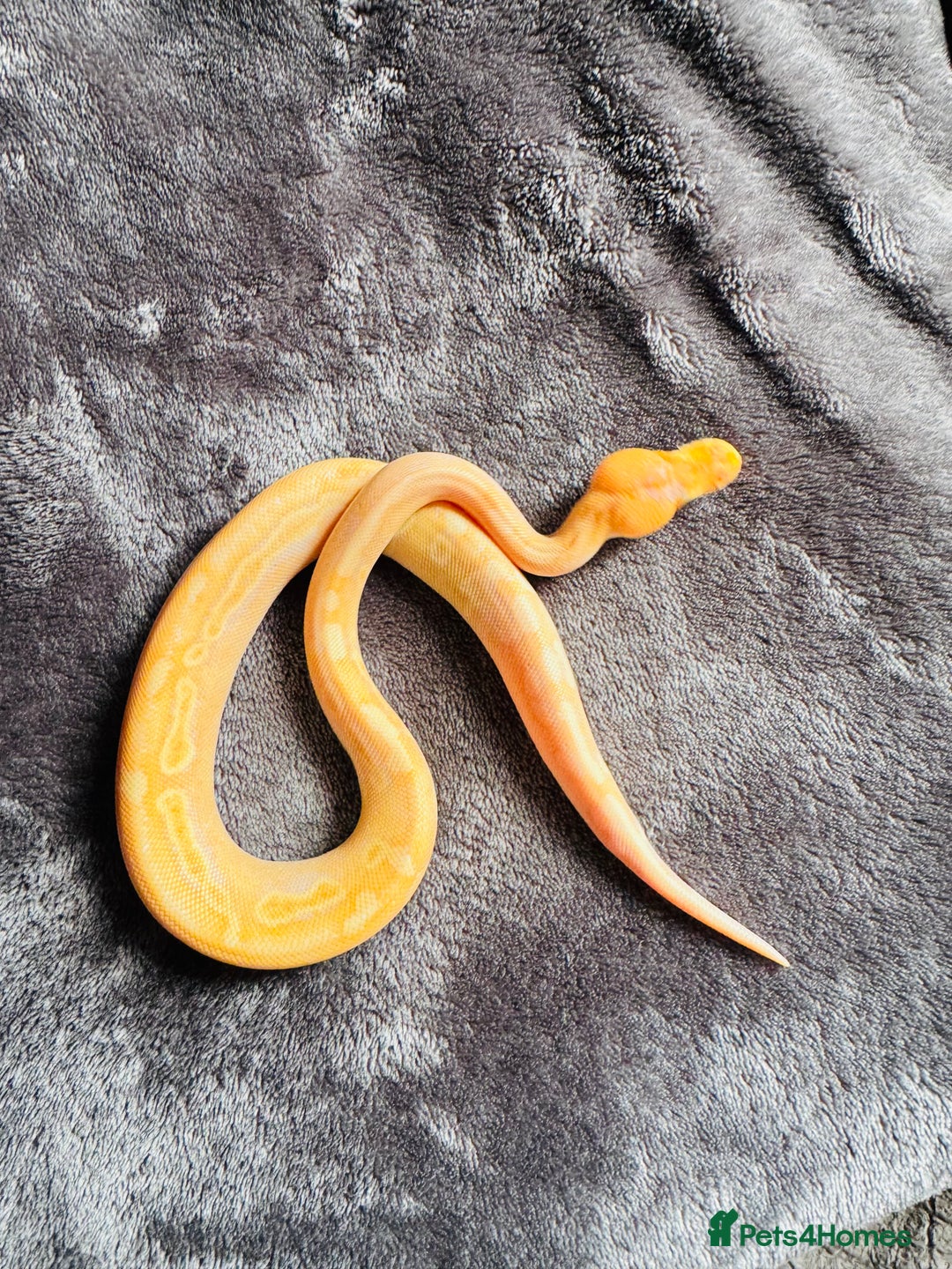 Python Snake reptiles for sale: Super pastel banana baby ball python - Image 2