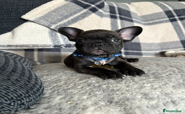 French Bulldog dogs - Advert 2