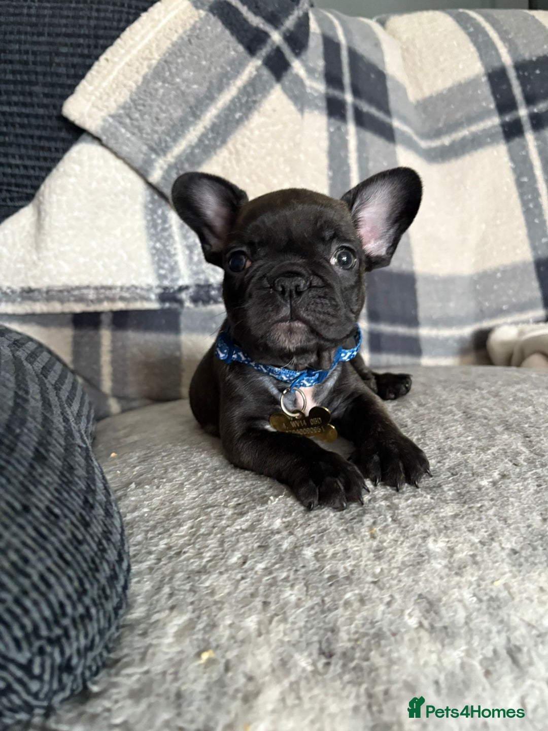French Bulldog dogs for sale: French bulldog puppy 9 weeks - Image 1
