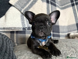 French Bulldog dogs - Advert 16