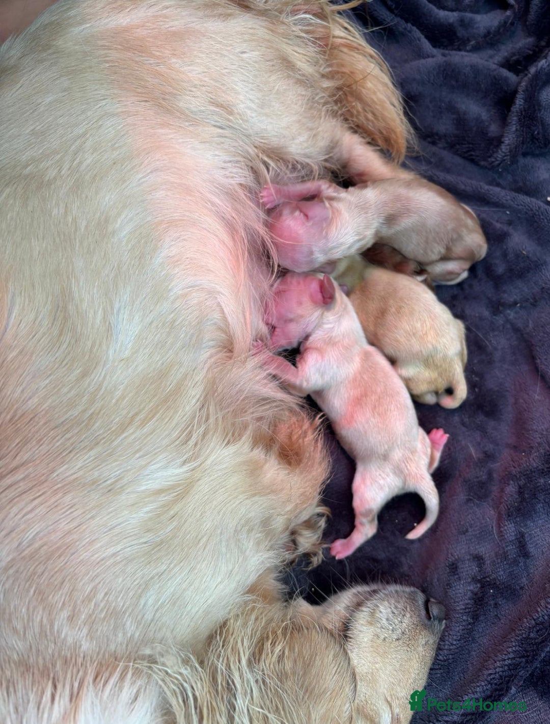 Miniature Dachshund dogs for sale: Ee cream miniature Dadchound  - Image 6