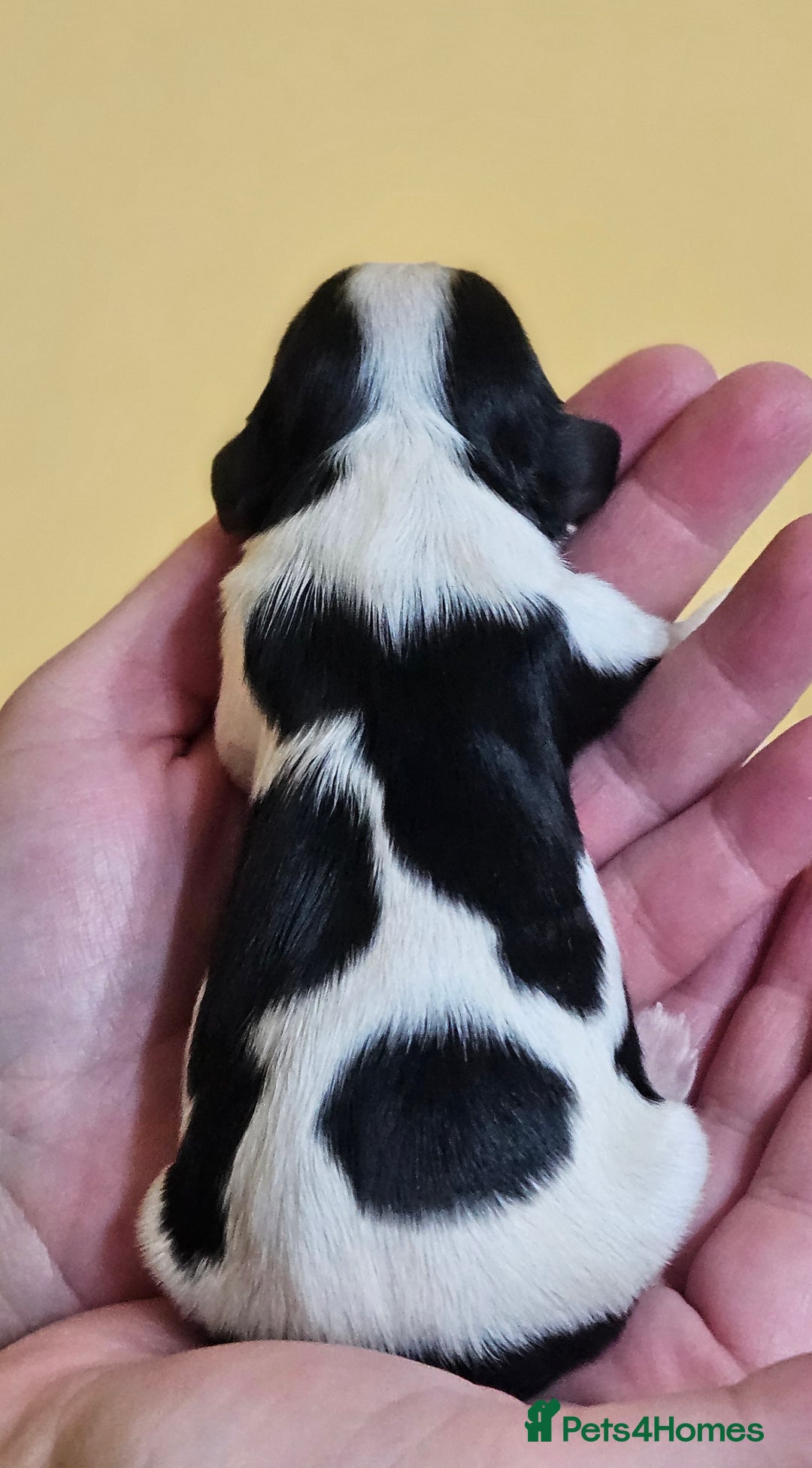 Cavalier King Charles Spaniel dogs for sale: KC REG CAVALIER KING CHARLES SPANIEL PUPPIES - Image 8