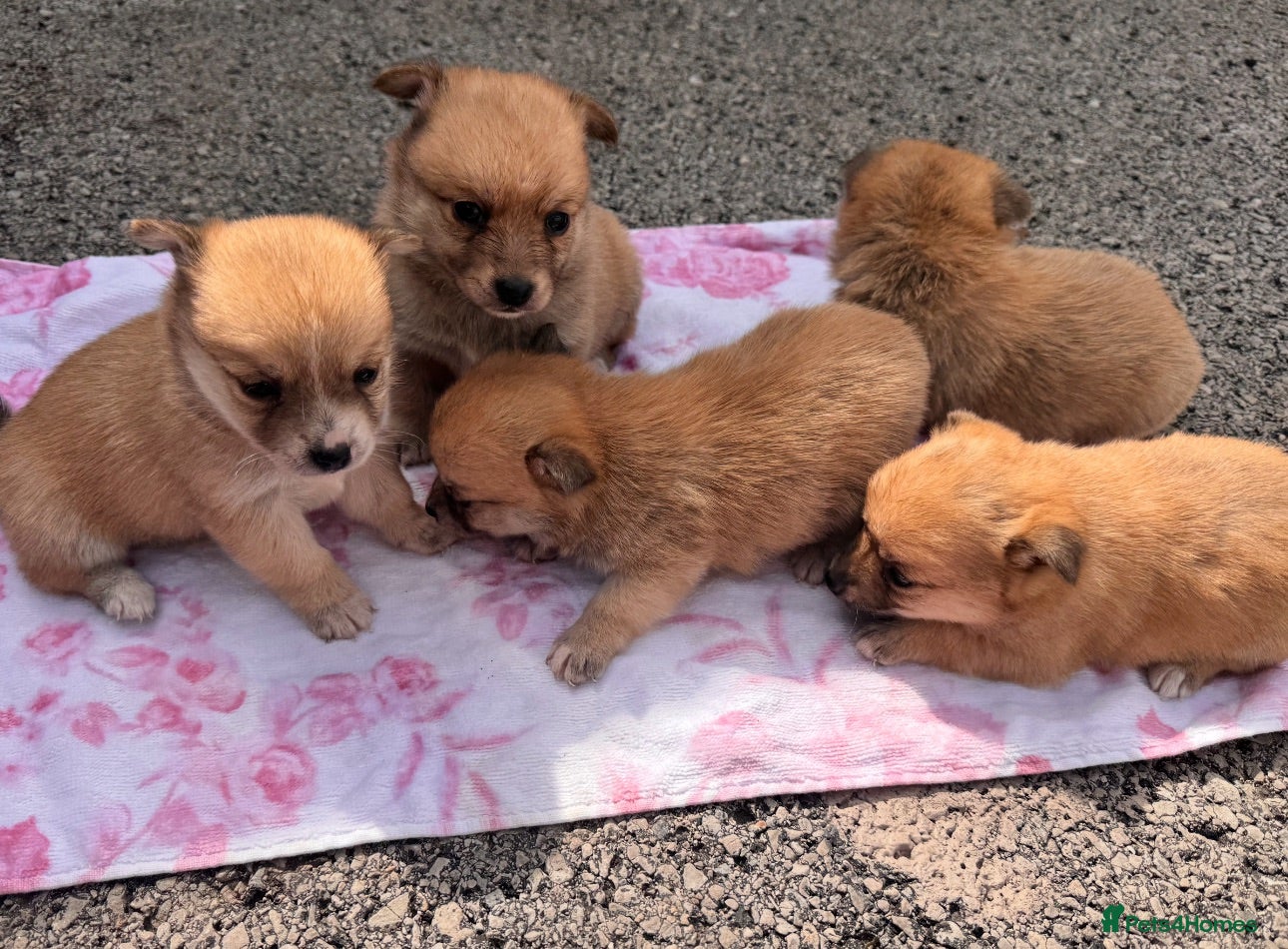 Mixed Breed dogs Pomeranian cross Jack Russell - Advert 11