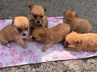 Mixed Breed dogs Pomeranian cross Jack Russell - Advert 11