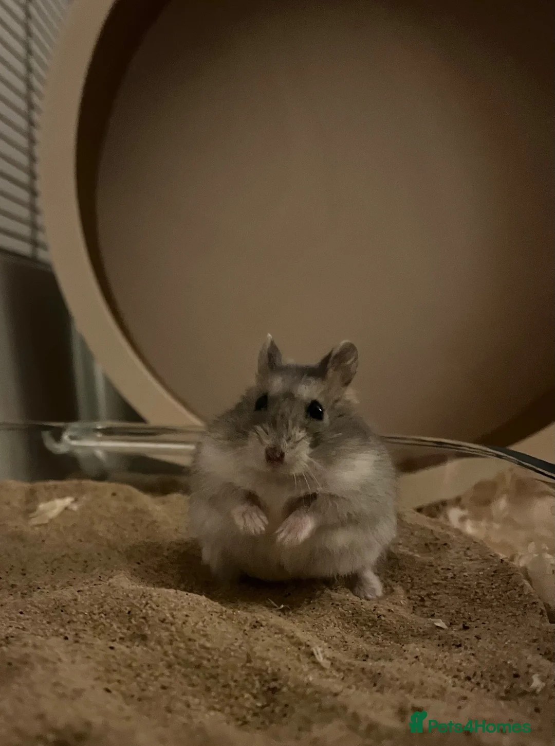 Hamster rodents for sale: Male Russian dwarf  - Advert 7