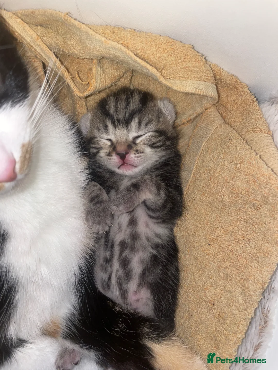 Mixed Breed cats for sale: 1 Female Tabby  - Advert 3