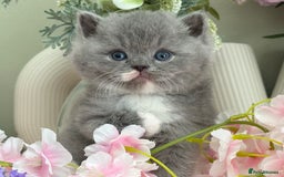 British Shorthair cats for sale:  Quality British kittens - Image 7