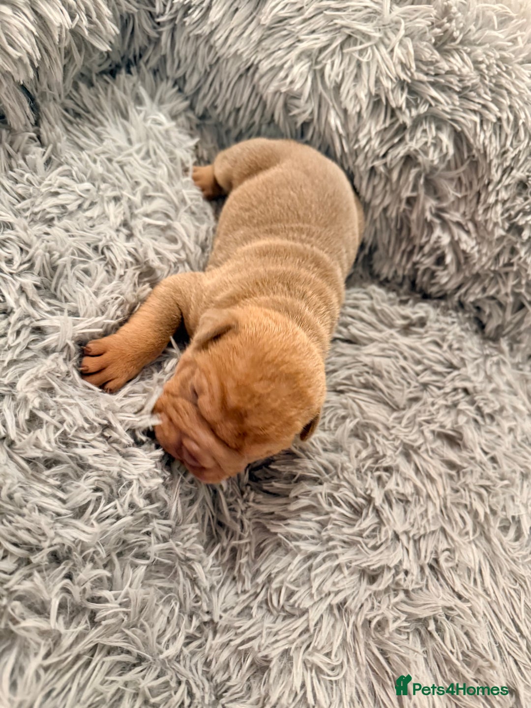 Mixed Breed dogs for sale: Gawjuss Bullpei Puppies 🐶 - Advert 25
