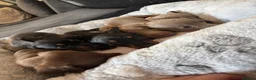 Miniature Dachshund dogs for sale: Miniature dachshunds  in Runcorn - Advert 22