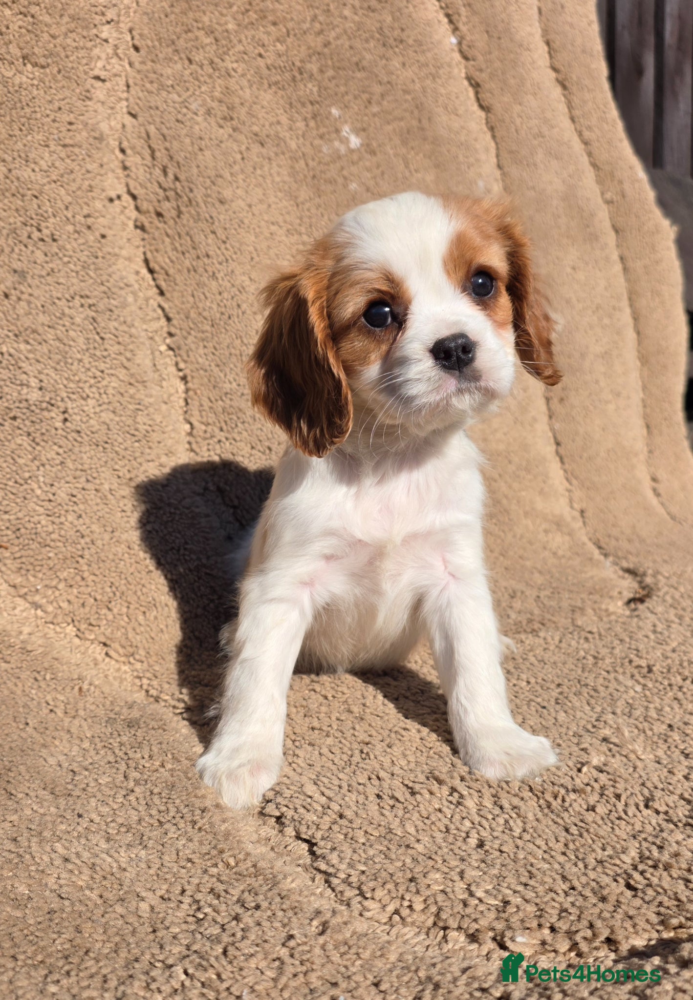 Cavapoo dogs Beautiful f1b cavapoo puppies  - Advert 1