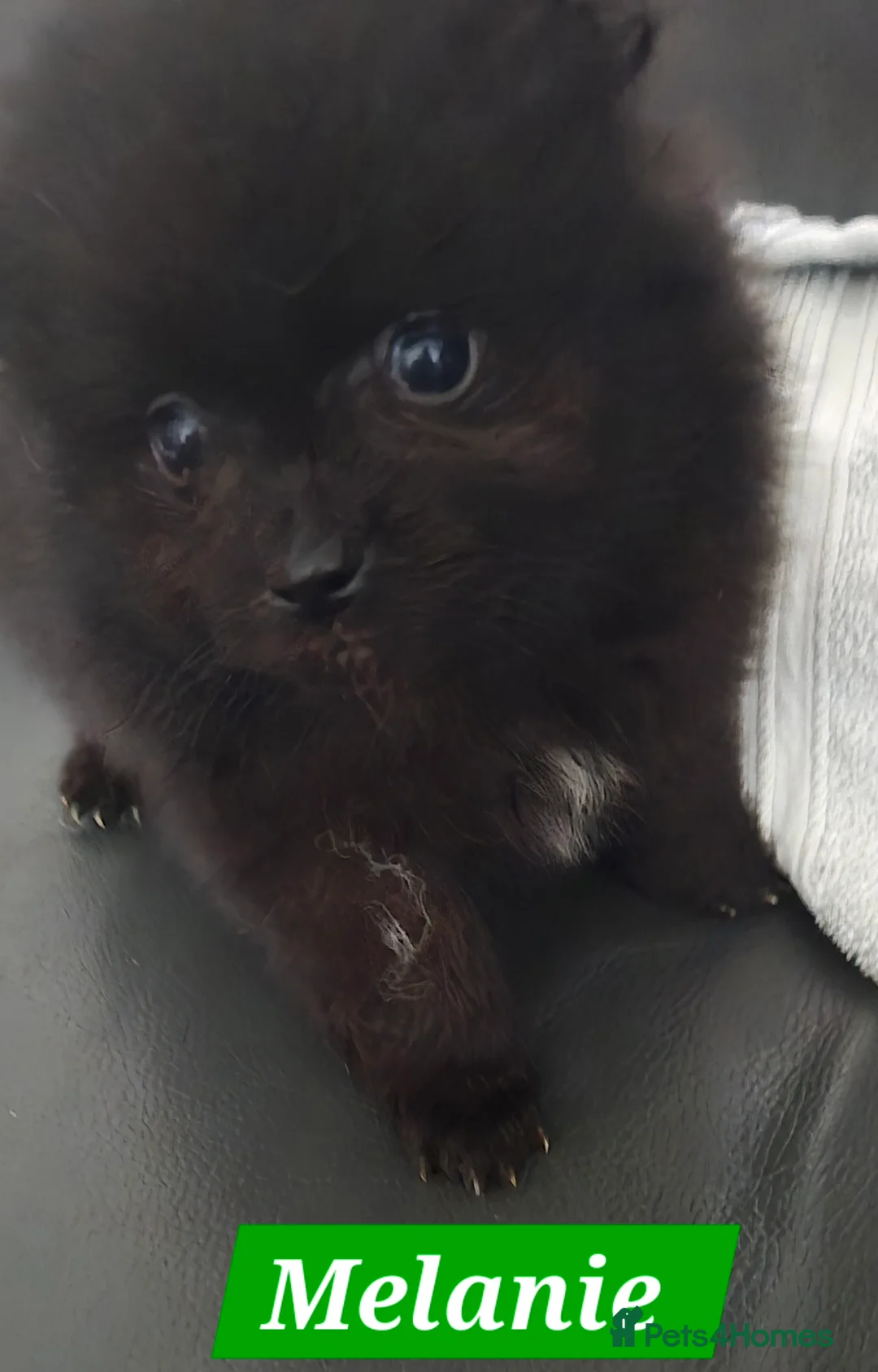 Pomeranian dogs for sale: Pretty Pomeranians  - Advert 25