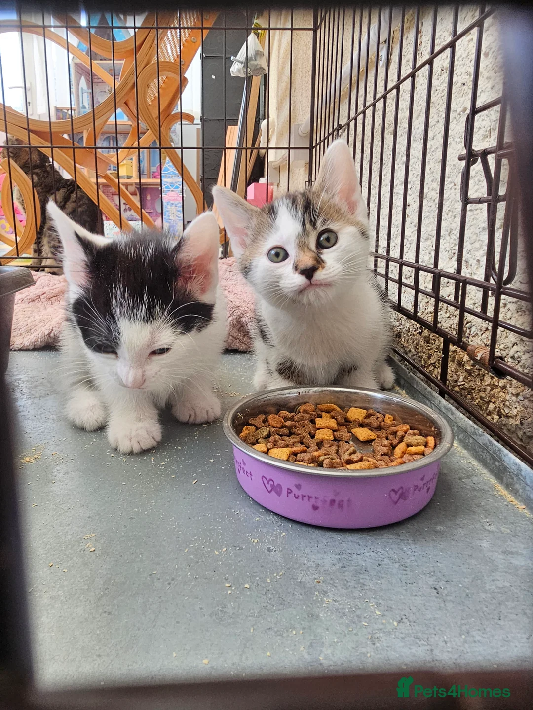 Mixed Breed cats for sale: Kitens in Bourne - Advert 9