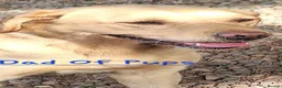 Labrador Retriever dogs for sale: Labrador Pups from Championship Lines - Advert 9