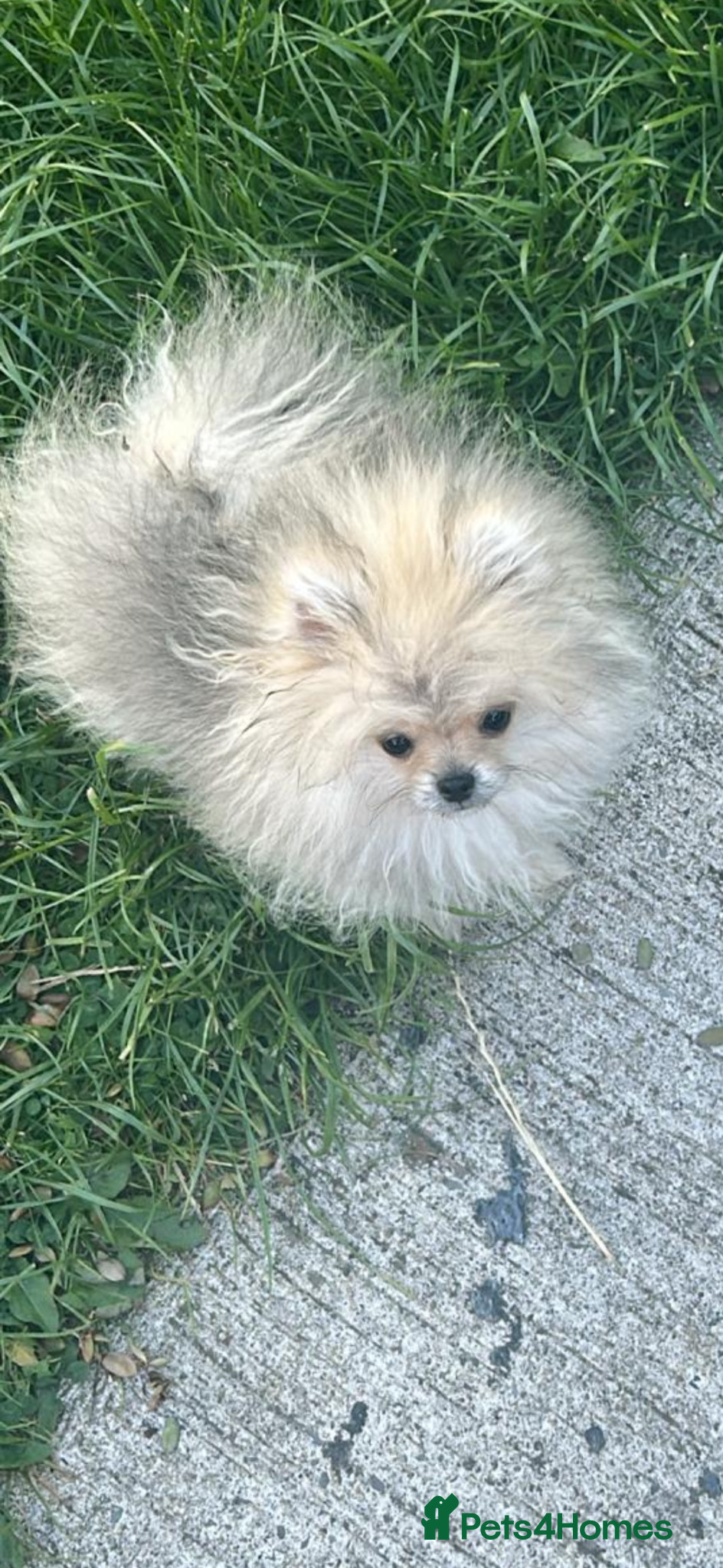 Pomeranian dogs Quality Pomeranian puppies reduced £1500ono - Advert 15