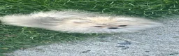 Pomeranian dogs for sale: Quality Pomeranian puppies reduced £1300 - Advert 1
