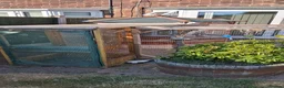 Budgerigars birds for sale: Budgie /small bird aviary - Advert 2