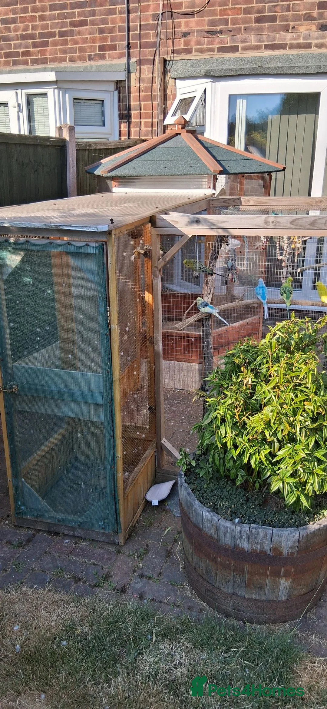 Budgerigars birds for sale: Budgie /small bird aviary - Advert 2