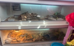 Bearded Dragon reptiles for sale: 3 bearded dragons for sale one male two females  - Image 4