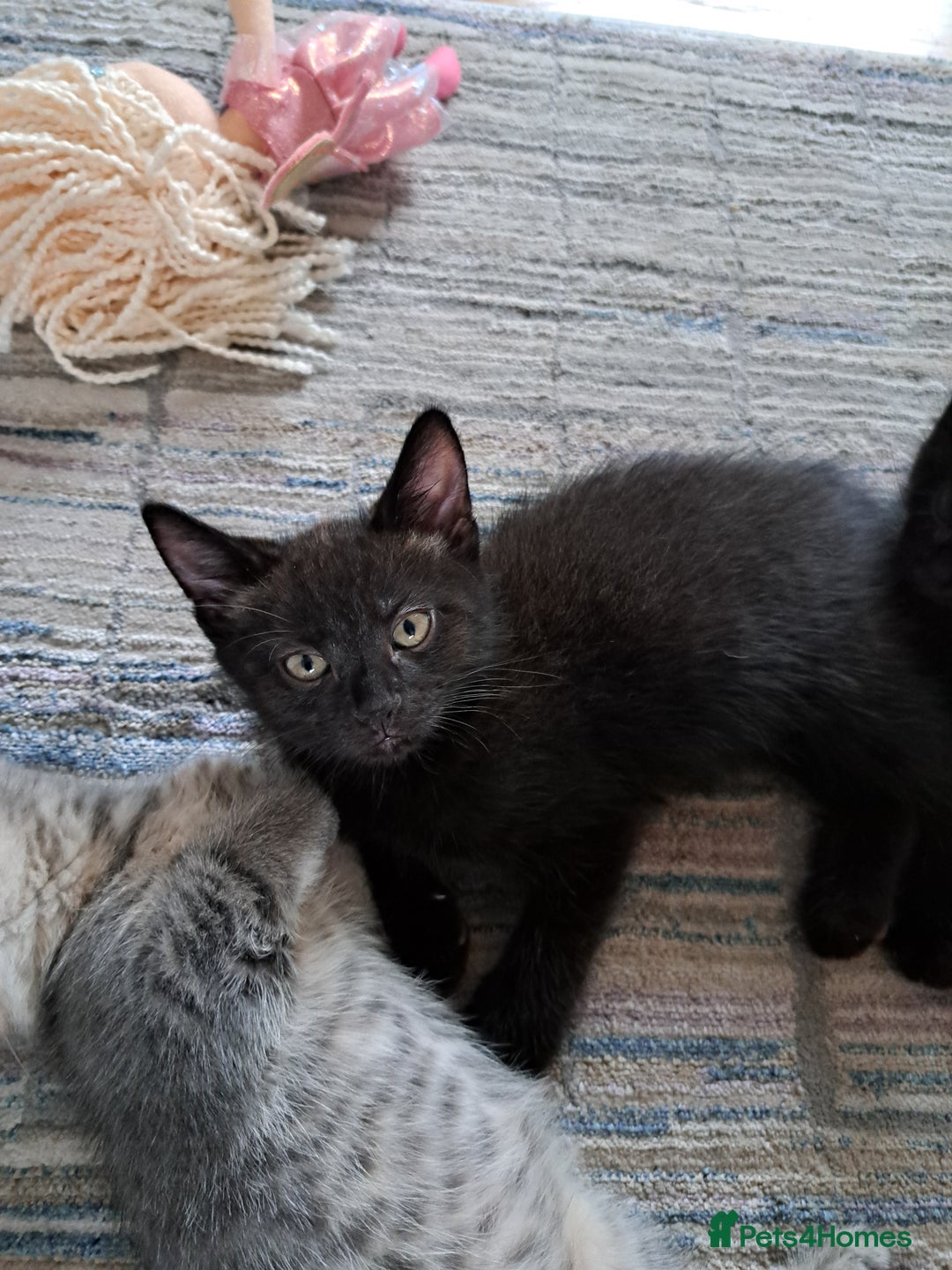 Mixed Breed cats for sale: 2 black kittens  - Image 2