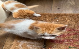 Mixed Breed cats for sale: Mixed litter  - Image 7