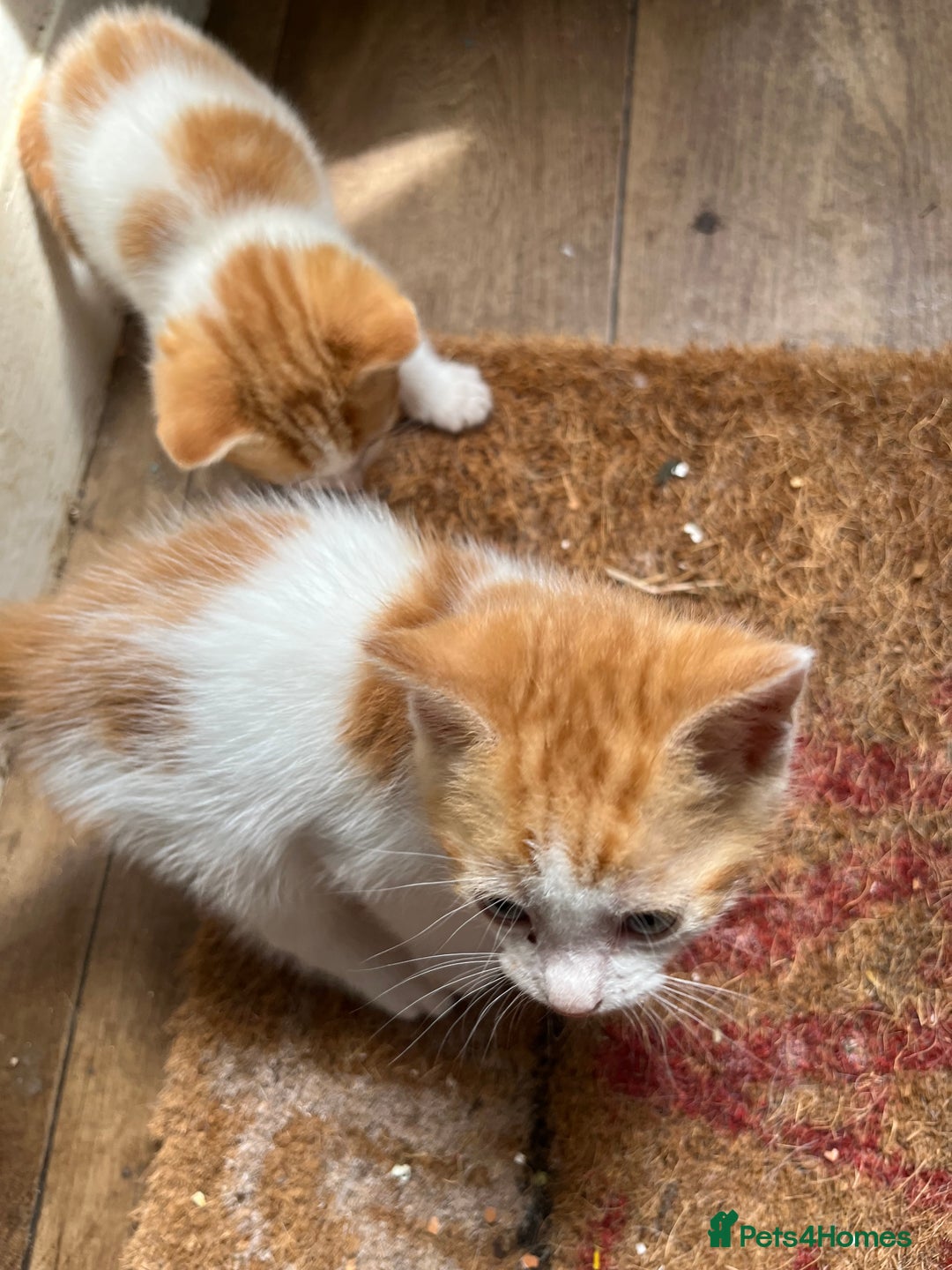 Mixed Breed cats for sale: Mixed litter  - Image 7