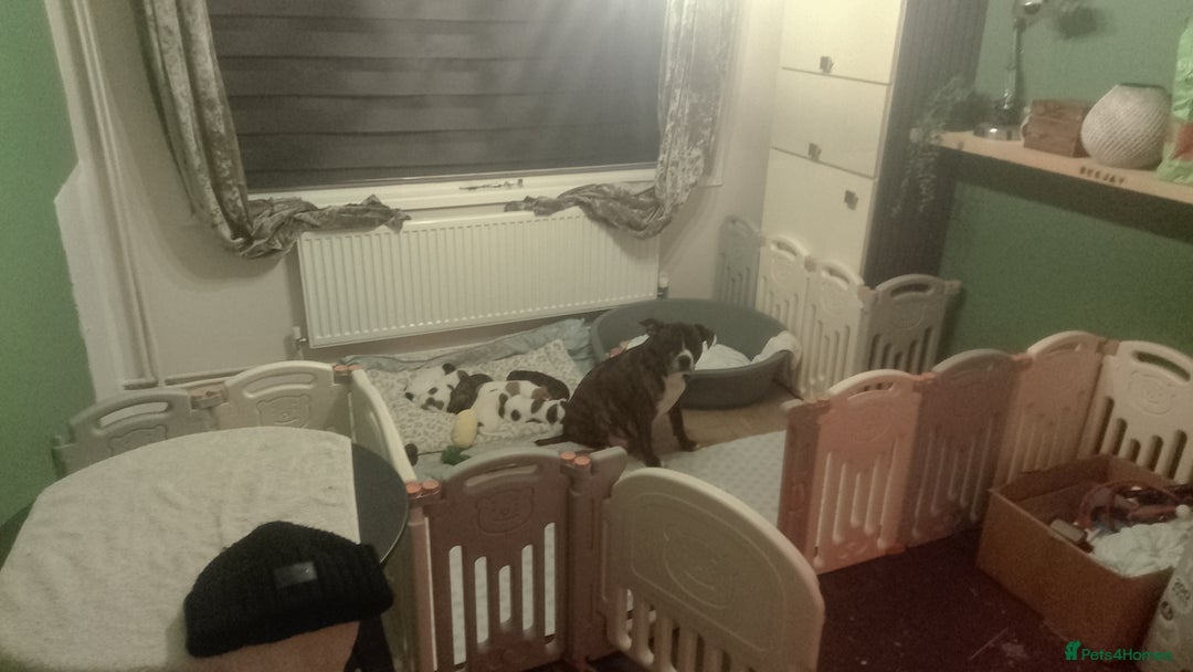 Mixed Breed dogs for sale: Jackastaff - Advert 17