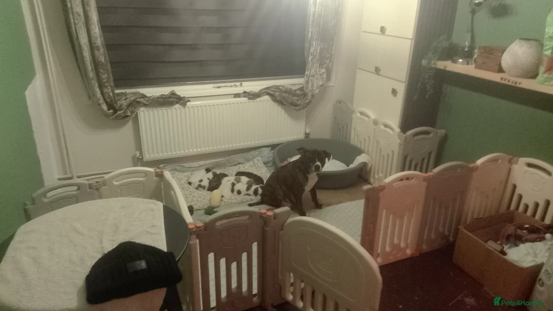 Mixed Breed dogs for sale: Jackastaff last boy  - Advert 3