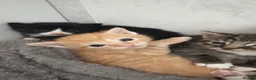 Mixed Breed cats for sale: Beautiful kittens for sale  in Bedford - Advert 11