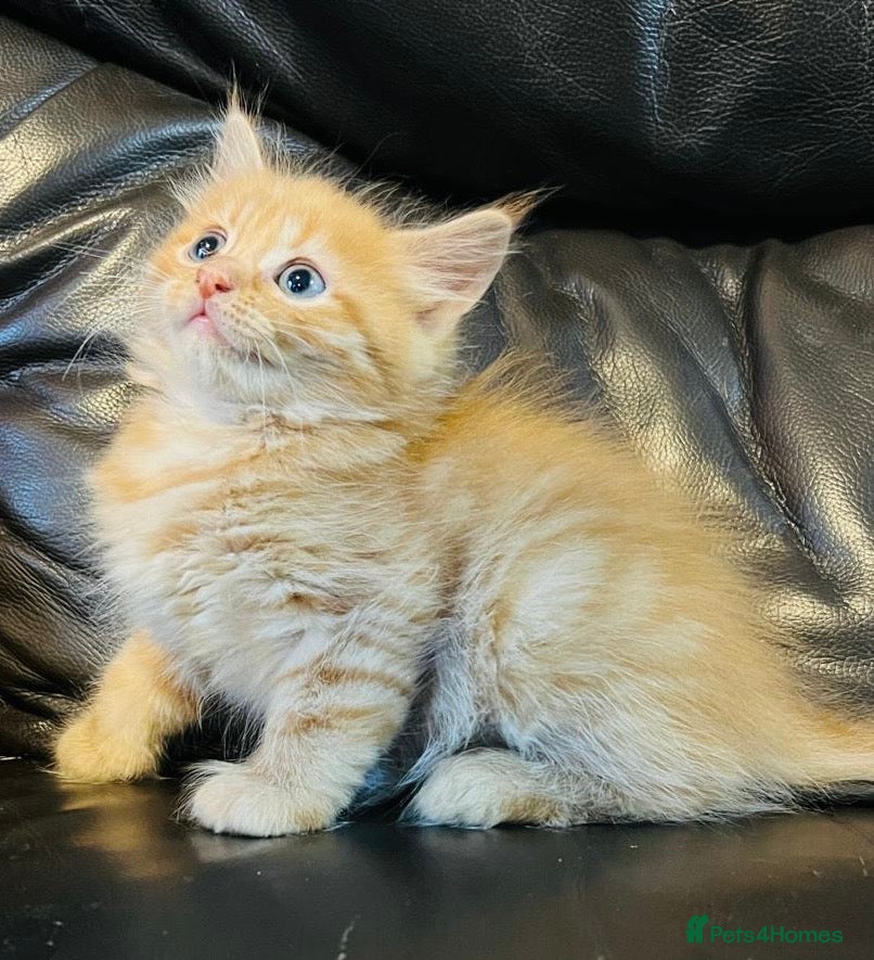 Mixed Breed cats Mainecoon cross  - Advert 1