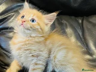 Mixed Breed cats Mainecoon cross - Advert 7