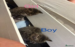 Mixed Breed cats for sale: 4 cheeky kittens ready for their new homes  - Image 11