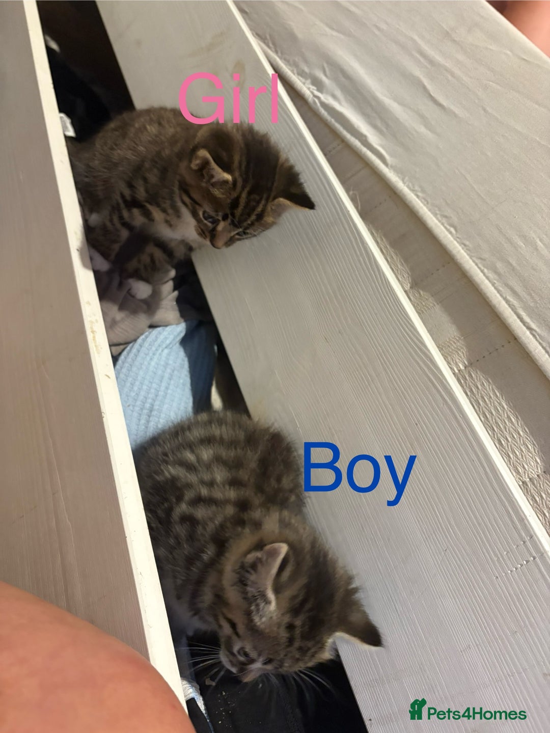 Mixed Breed cats for sale: 4 cheeky kittens ready for their new homes  - Image 11