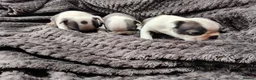 Boston Terrier dogs for sale: 6 beautiful Boston  - Advert 4