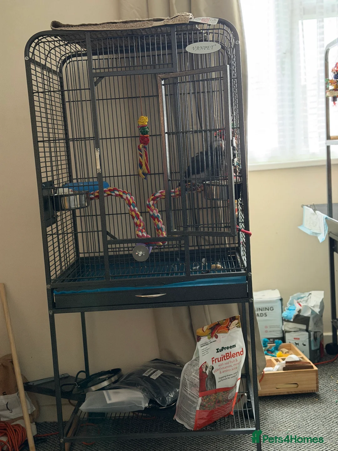 Parrots birds for sale: Timmy Gray Parrot  - Advert 2