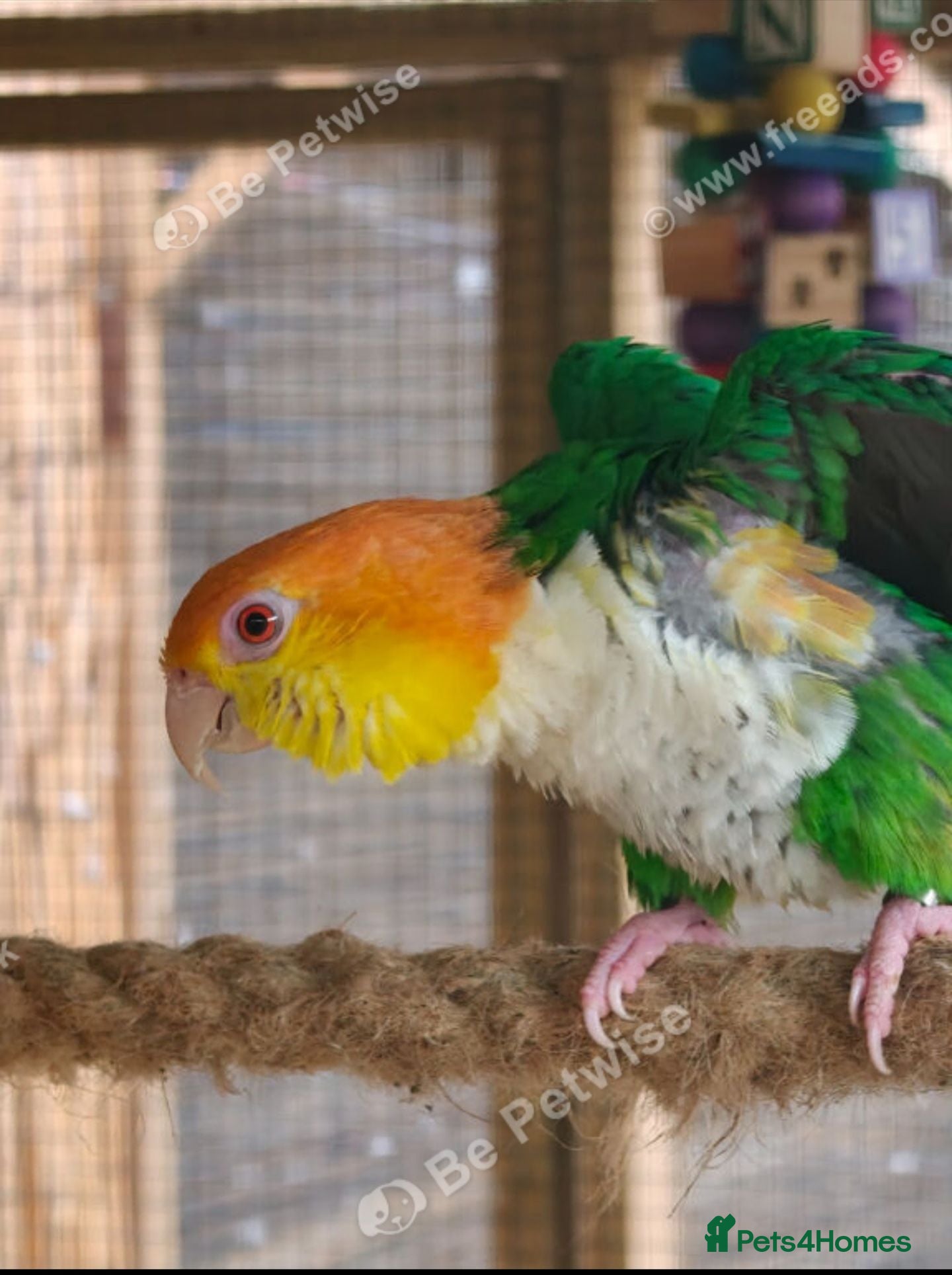 Parrots birds RARE Pair of Green-Thighed Caiques - Advert 18