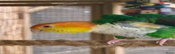 Parrots birds for sale: RARE Pair of Green-Thighed Caiques - Advert 5