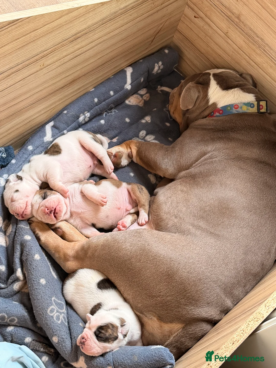 English Bulldog dogs for sale: Bulldogs  in Sandown - Advert 16